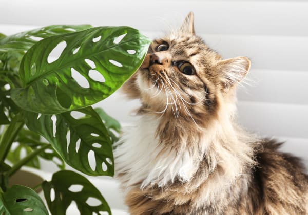 Specialists | Hermitage Animal Clinic | Hermitage Speciality & Emergency Vet