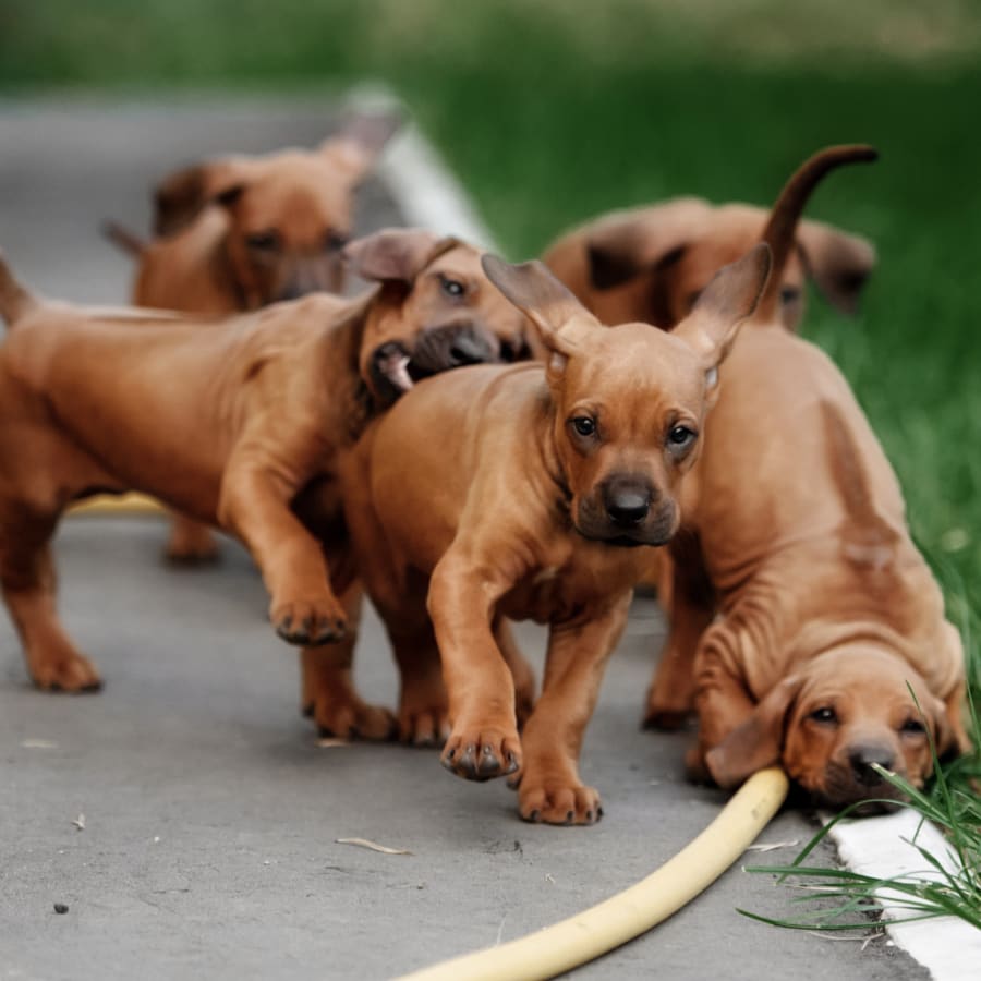 Puppies & Kittens, Hermitage Veterinarians