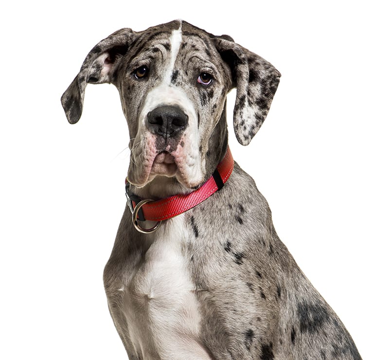 Giant Dogs, Hermitage Animal Clinic